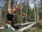 Требуются бригады на заготовку леса (вальщики)