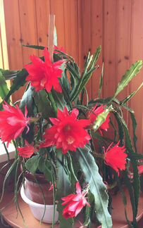 Декабрист Эпифилум разные сорта и Каланхоэ Лациниа