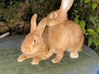 Доставка кроликов из московской области в Краснода объявление продам