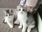 Котята 2 месяца от шотландской вислоухой кошки