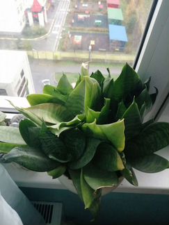 Сансевиерия ханни