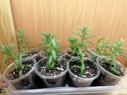 Лаванда комнатная