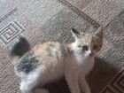 Котенок девочка возраст 2.5 месяца объявление продам