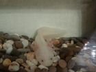 Аксолотль с аквариумом