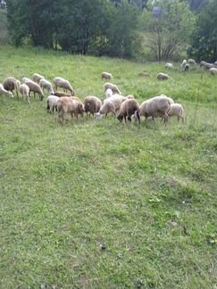 Овцы, ярки, бараны - фотография № 6