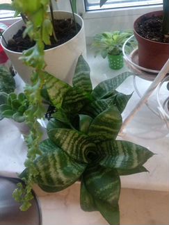 Сансевиерия Ханни