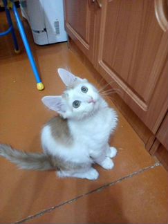 Турецкая ангора