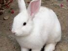 Крольчиха белая с интернета фото объявление продам