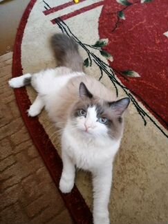 Васильковые глазенки. (рэгдолл)