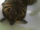 Черепахи с террариумом
