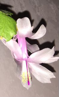 Комнатные растения разные