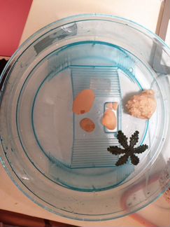 Террариум для черепашек