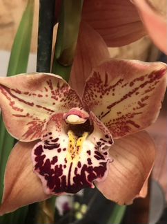 Орхидея цимбидиум