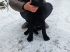 Черный щенок немецкой овчарки объявление продам