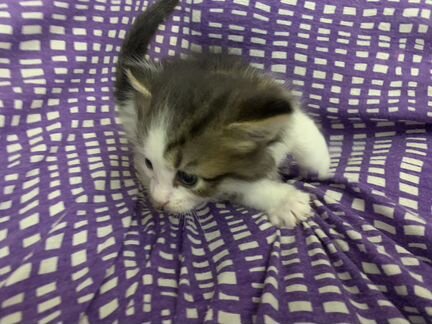 Котята отдам в добрые руки бесплатно(мальчик и дев