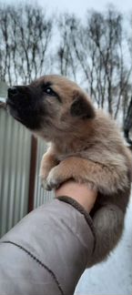Щенок мальчик 1 месяц