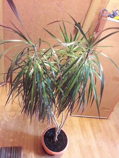 Драцена растение