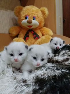 Наши чудо рэгдолл котята