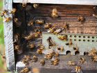 Пчелосемьи, рамки с расплодом, пасека объявление продам