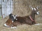 Таггенбургские козлята и зааненские козы объявление продам