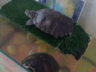 Черепахи без аквариума