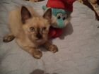 Окраса блу-пойнт тайский котенок
