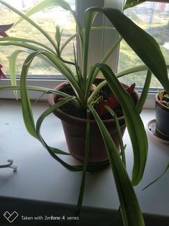 Хлорофитум