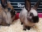 Декоративные кролики(3 и 5 мес) объявление продам
