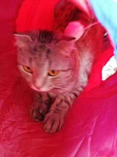 Тоннель для кошек