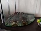 Морские черепахи с аквариумом