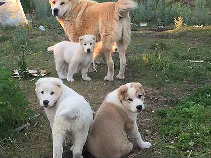 Собаки озерск. Собаки озерск. Собаки озерск. Собаки озерск. Собаки озерск.