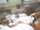 Две милых кошечки ищут себе хозяина в Юрге
