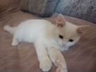 Белая кошка 2,5 месяца, очень ласковая, игривая, х