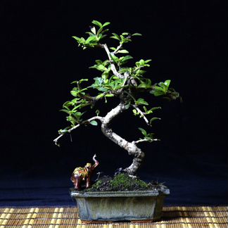 Бонсай чайное дерево