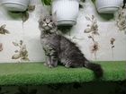 Мейн-кун котята-девочки объявление продам