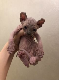 Мальчик Сфинкс Эльф