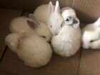 Продаются кролики и крольчата объявление продам