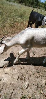 Козлик нуб,коза дойная,козочка огулянная.Козел кам - фотография № 9