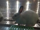 Кролики,Калифорния,Французский баран