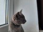 В добрые руки Котик Русской Голубой кошки объявление продам