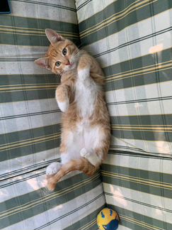 Очаровательные рыжики в дар