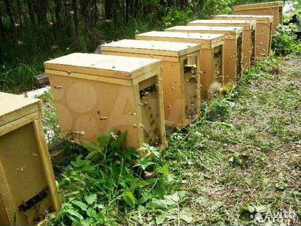 Пчелопакеты,матки с Украины