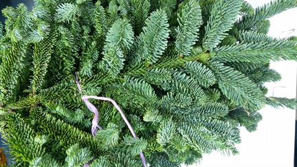 Лапник Датской пихты Нордмана (Свежий) опт розница