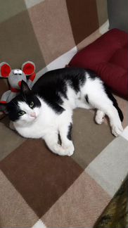 Кошка в добрые руки