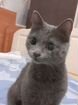 Русская голубая кошка объявление продам