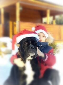 Ваш кане корсо ждет Вас