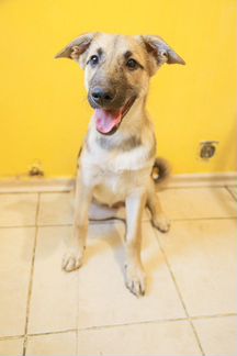 Зайка щенок метис помесь овчарки в добрые руки