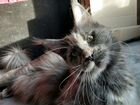 Мейн- кун котята-из Питомника объявление продам