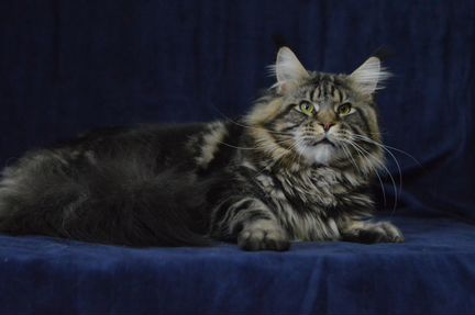 Племенной котик