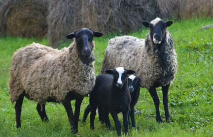 Овцы романовской породы и бараны